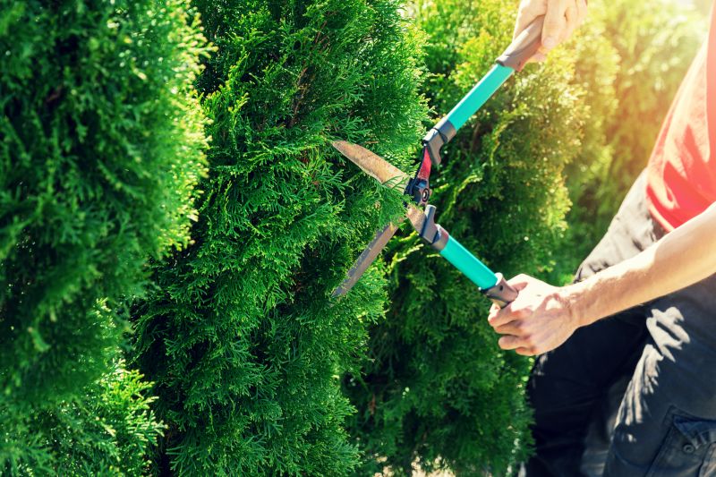 Hedge Removal Service in Honolulu, HI