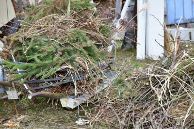 Tree Branch Disposal in Honolulu, HI