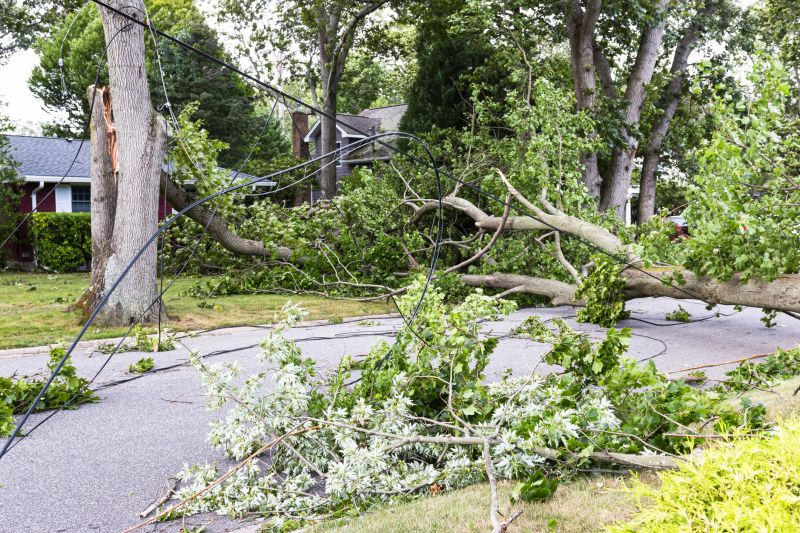 Fallen Branch Removal in Ventura County, CA