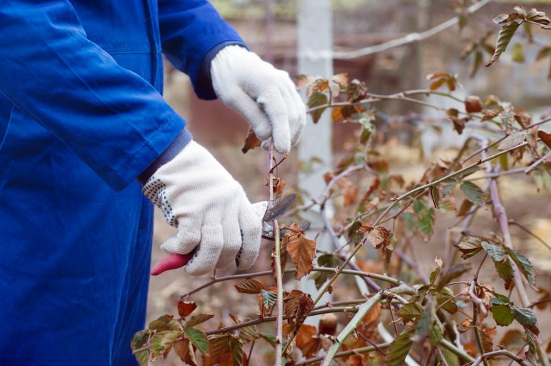 Forsythia Pruning in Honolulu, HI