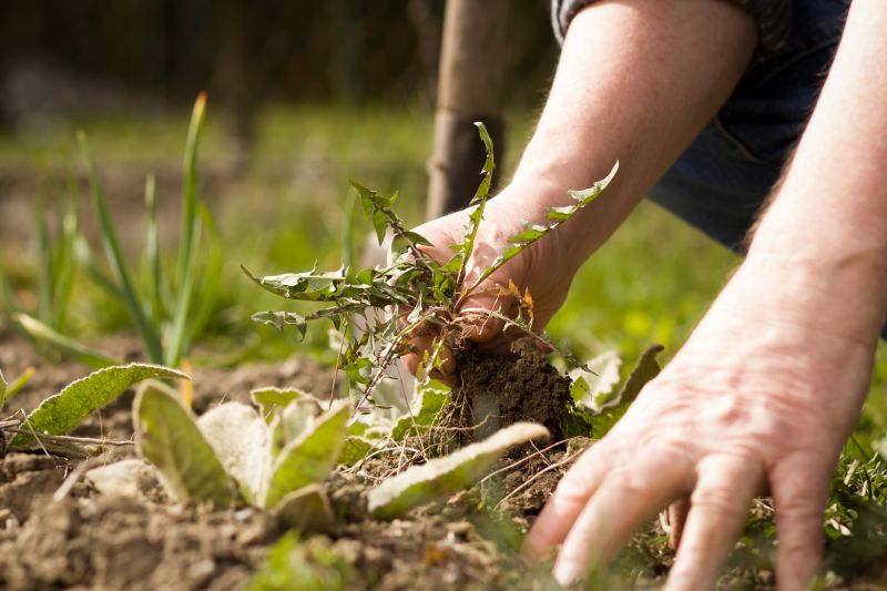 Garden Deweeding in Ventura County, CA