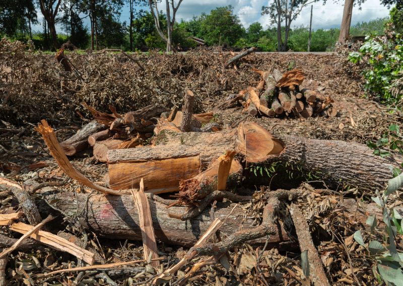 Tree Debris Removal in Honolulu, HI
